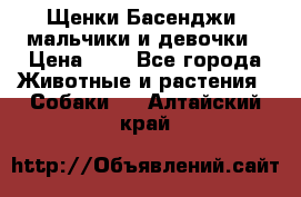 Щенки Басенджи ,мальчики и девочки › Цена ­ 1 - Все города Животные и растения » Собаки   . Алтайский край